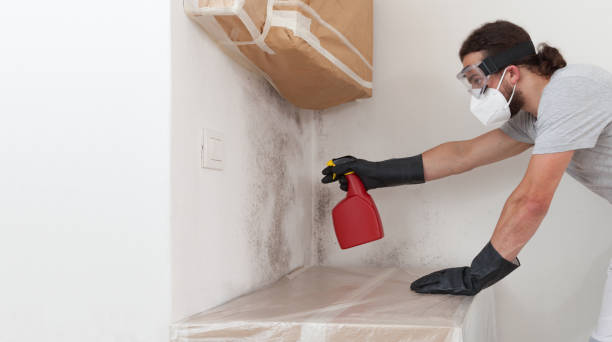 Basement Mold Remediation treatment on basement walls in Tomball