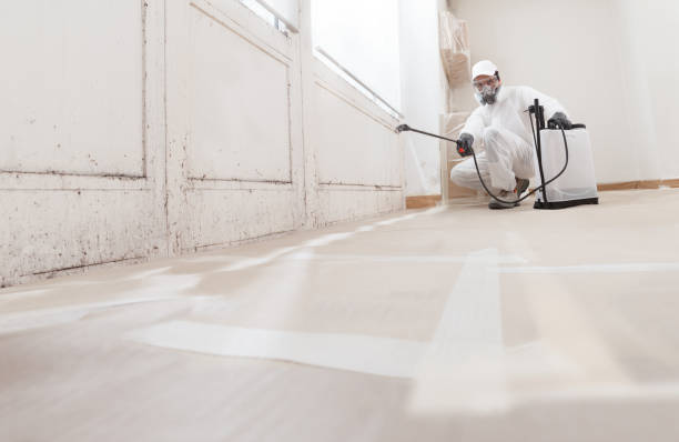 Black mold remediation team in Tomball